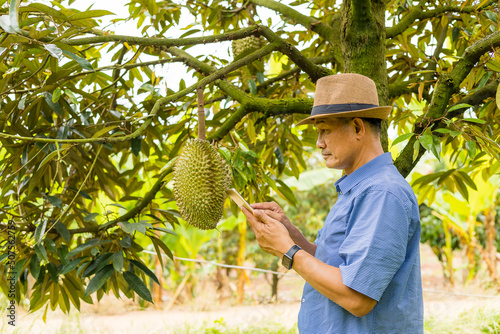 Asian men use tablet to check Durian trees, perfect stems, fruitful fruit, the best quality fruit. © Sun Image