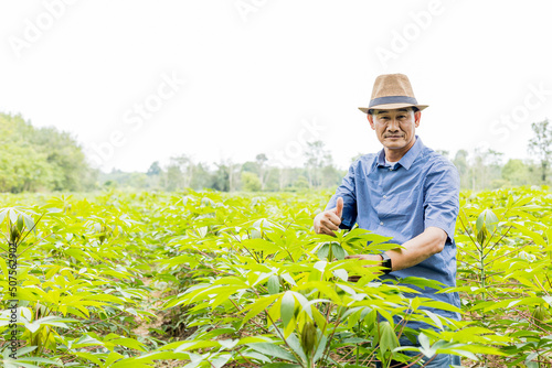 Asian men admire cassava plantations, cassava cultivation in Thailand