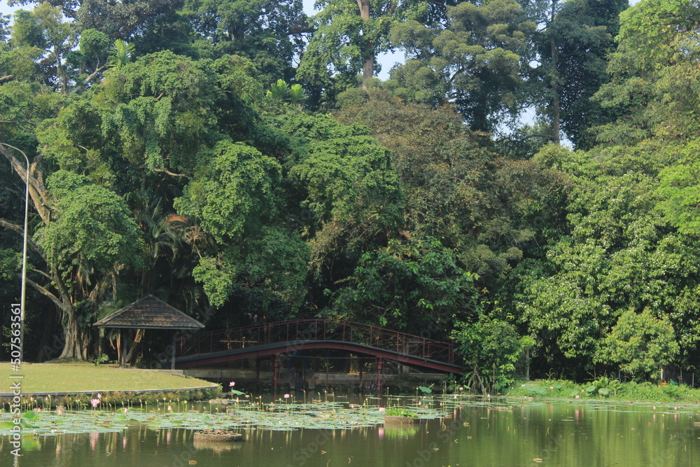 The lake crossing bridge under the thick trees The lake crossing bridge under the thick trees