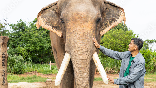 Photography The elephants in the forest and mahout with elephant lifestyle of a mahout in Chang Village, Surin province, Thailand
