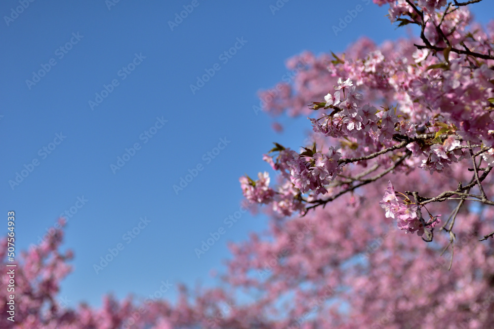 満開の河津桜（松田さくら祭り）