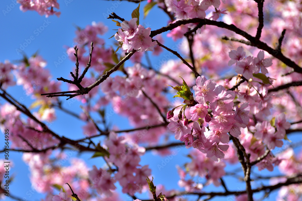 満開の河津桜（松田さくら祭り）