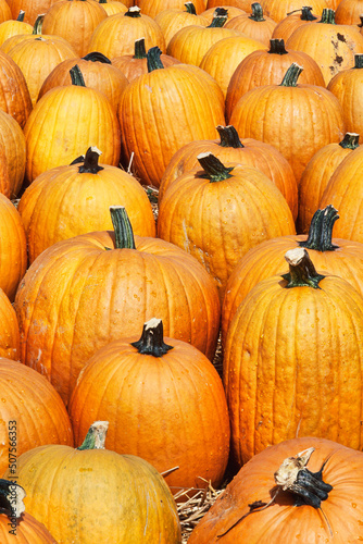 Pumpkins for sale at a local farmers market