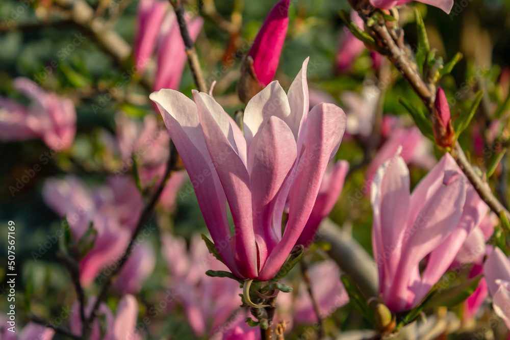 Fototapeta premium pink magnolia flowers