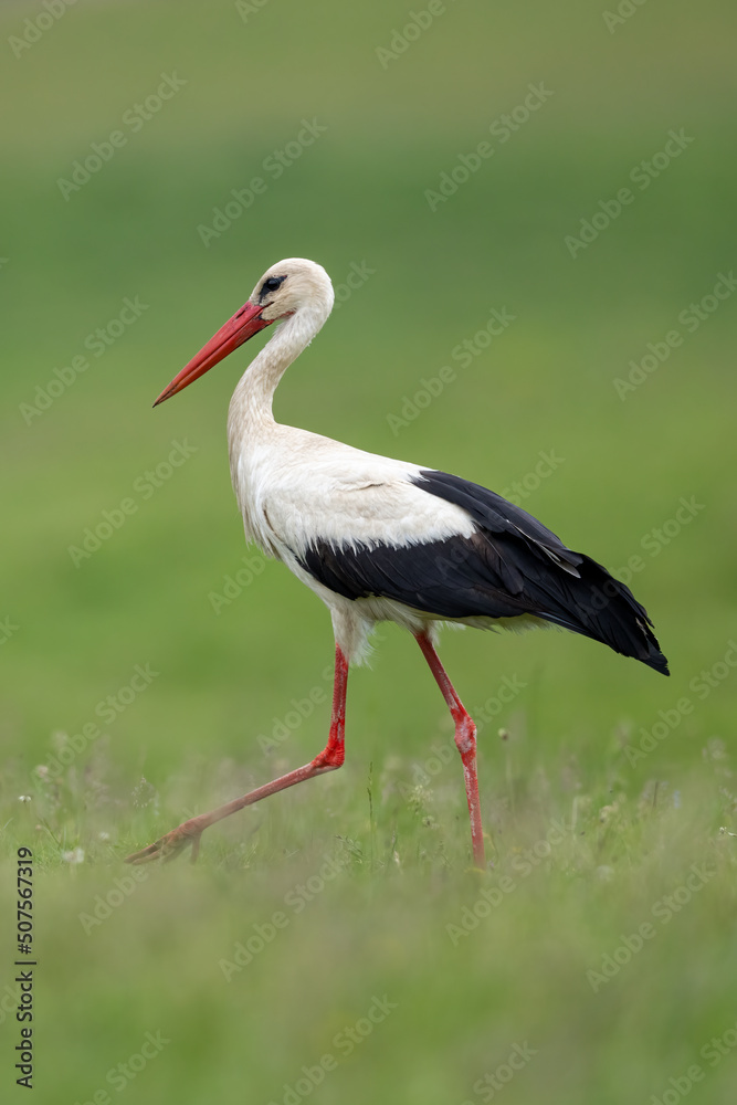 White stork ciconia walking on grass White stork ciconia walking on grass