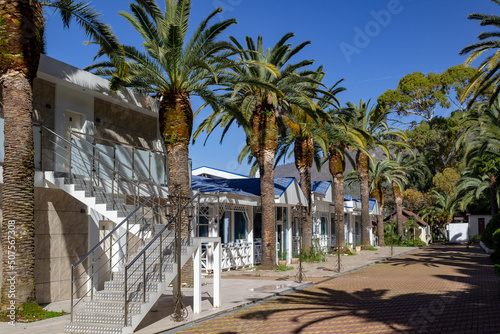 Palm trees on the beach