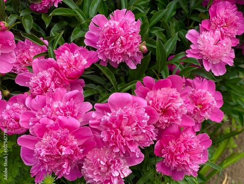 Gorgeous blooming pink peonies in the garden. Postcard. The concept of amazing blooming flowers. Peonies in bloom. Summer floral composition. Beautiful blossom.