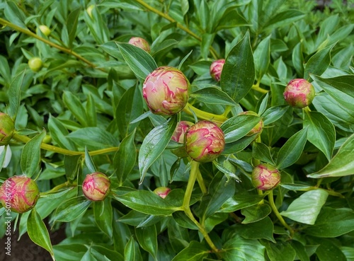 Close-up unopened bright peony buds in the garden on a sunny day. Natural background, green leaves. Young peonies. Bush of peony buds. Green background. Spring time. Design backround