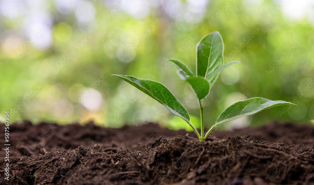 Fototapeta premium Sprout growth in garden soil, close up. Agriculture, ecology and new life concept.