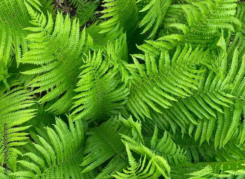 Juicy green backround of fern leaves close up  macro shot  eco system concept. Eco friendly sustainable nature  natural energy  perfect for mental health. No focus