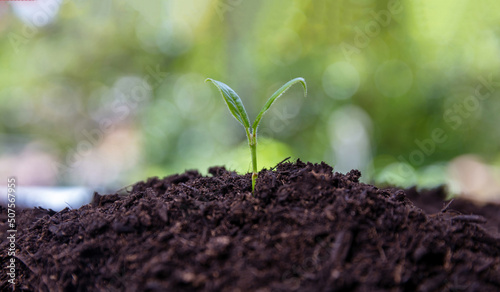 Sprout growth in garden soil, close up. Agriculture, ecology and new life concept.