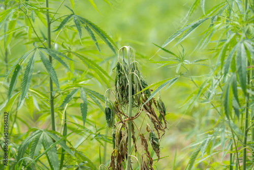 Fusarium wilt disease of cannabis in field caused by fungi and over watering. photo