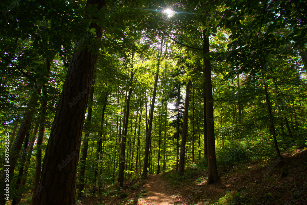 Fototapeta premium Sommerlicher Wald in den Vogesen