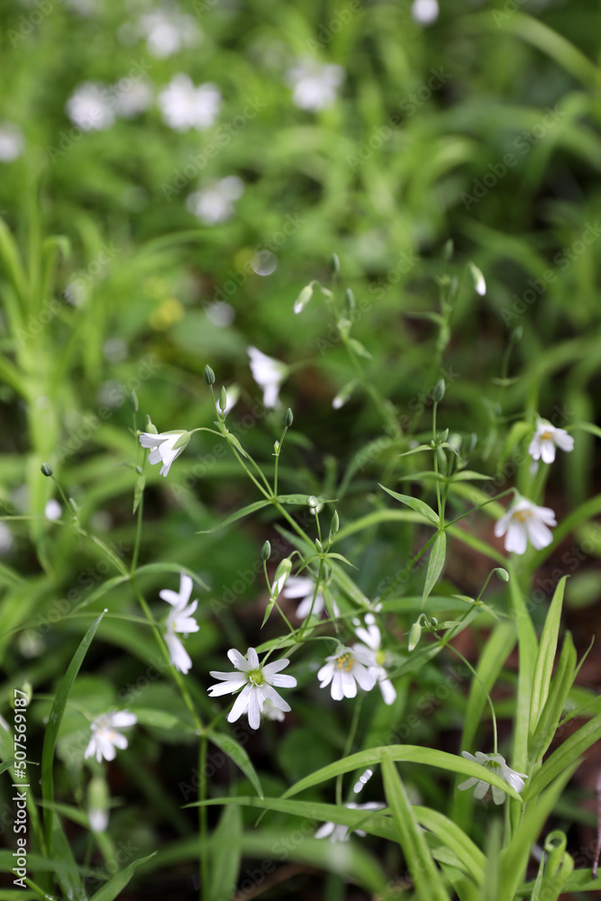 Summer landscape, small white flowers, Russia Summer landscape, small white flowers, Russia
