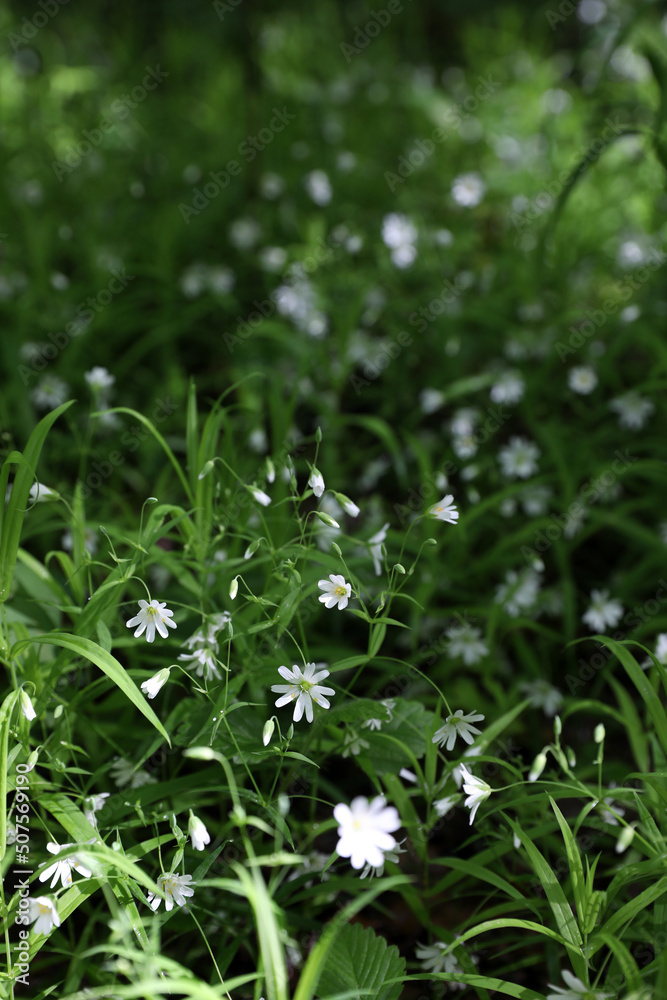 Summer landscape, small white flowers, Russia Summer landscape, small white flowers, Russia