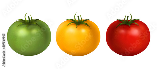Ripening process tomato, green yellow and ripe red round with a peduncle and leaves on a white background hand-drawn realistic illustration, different varieties of tomato.