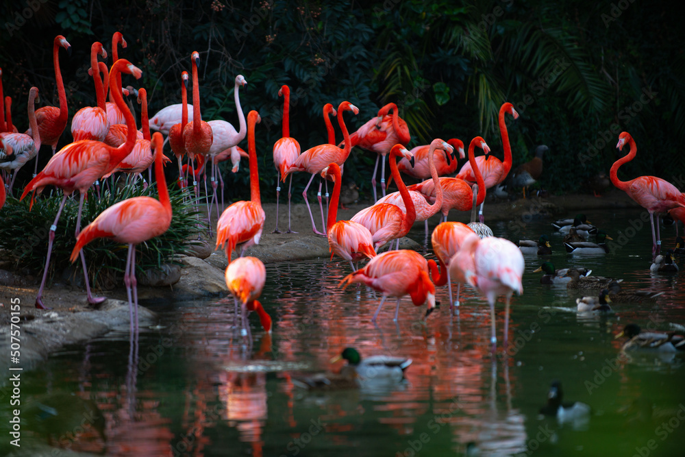 Obraz premium A group of flamingoes. Pink flamingos against green background. Phoenicopterus roseus, flamingo family.