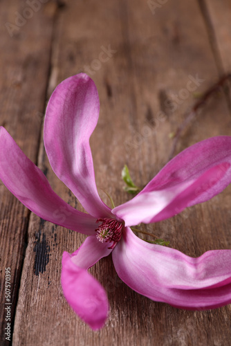 Bright magnolia flower on a rustic background photo