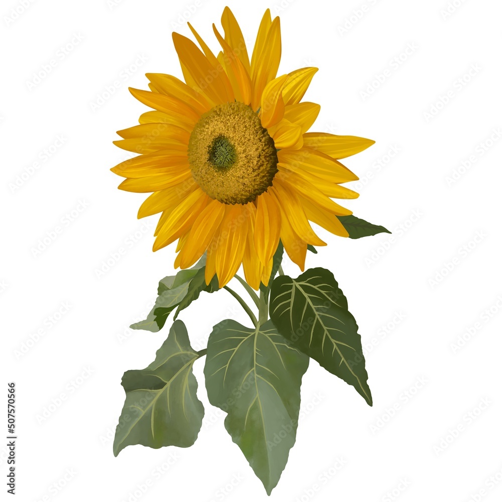 Obraz premium 鮮やかな黄色のヒマワリの花1輪 線画なし