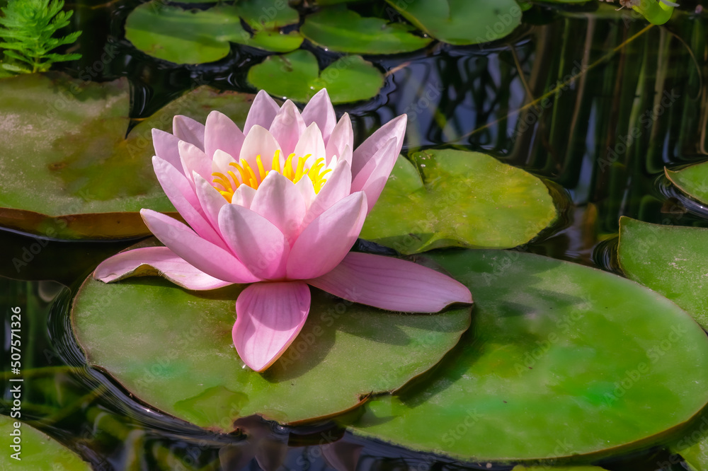 Beautiful pink water lily with yellow stamens in the pond Beautiful pink water lily with yellow stamens in the pond