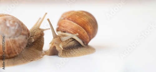 Bilde på lerret two grape snails crawl on a white background