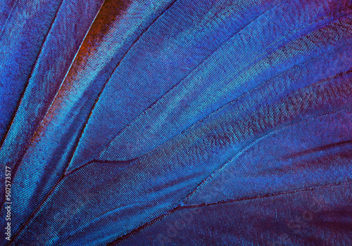 Butterfly wings texture background. Detail of morpho butterfly wings. Close up	