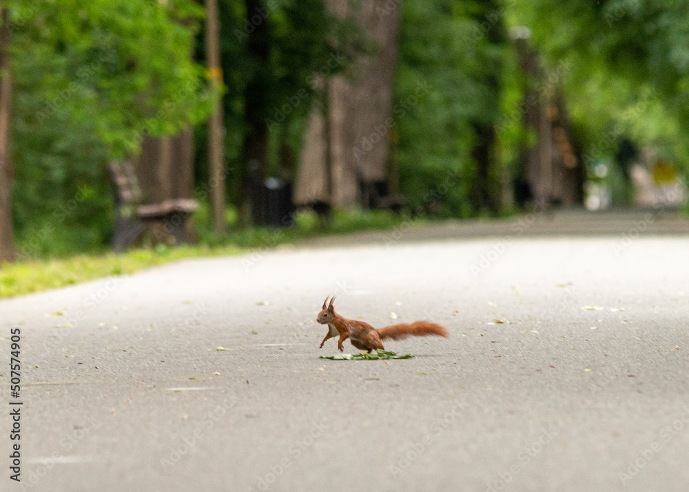 ruda wiewiórka przebiega przez drogę w parku - obrazy, fototapety, plakaty 