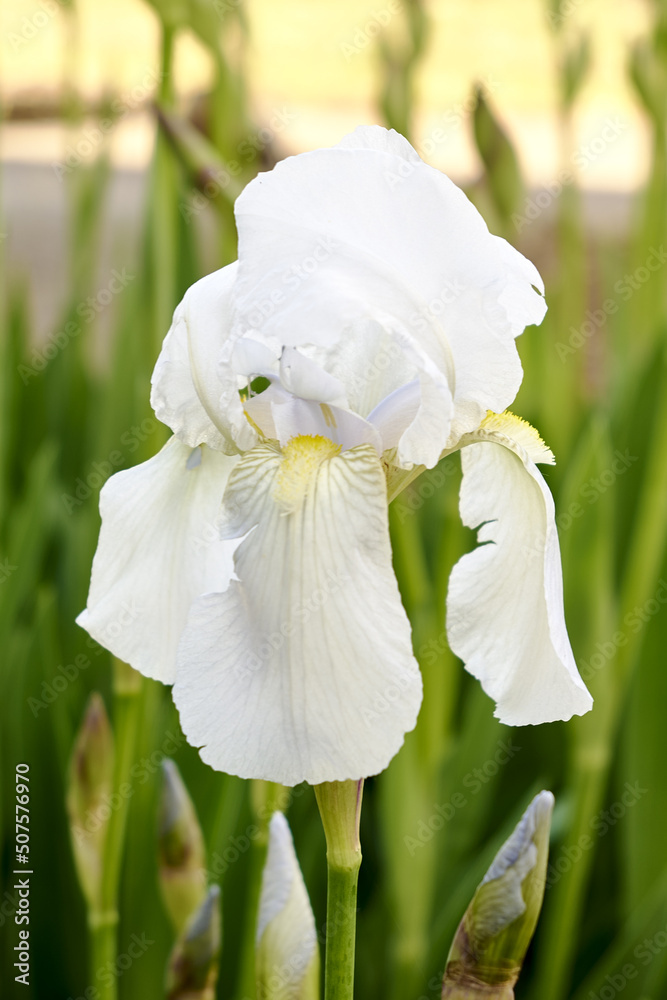 Fototapeta premium white iris blooming in the garden in spring