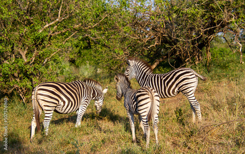 A family of zebras isolated in the Kruger National Park in South Africa