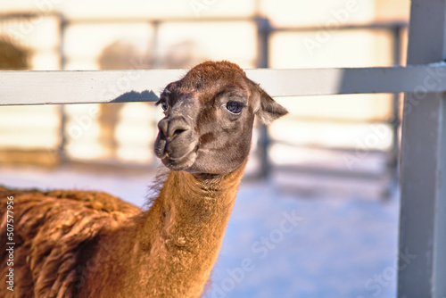 Alpaca in the zoo of Yuzhno-Sakhalinsk, Russia. photo