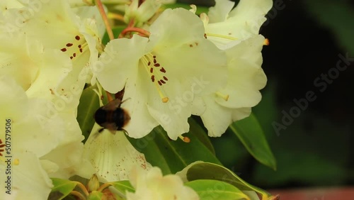 Bee on a yellow flower collecting nectar in a garden. Beautiful closeup of a Bumblebee slipping off the Horizon Monarch Rhododendron - Collecting nectar - pollinating photo