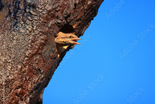 European Woodpecker in Jynx torquilla nest hollow