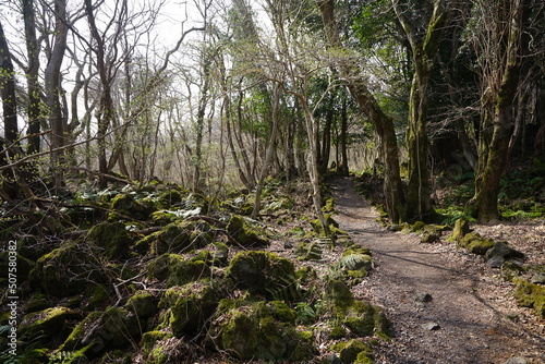 Fototapeta Naklejka Na Ścianę i Meble -  mossy rocks and trees and pathway
