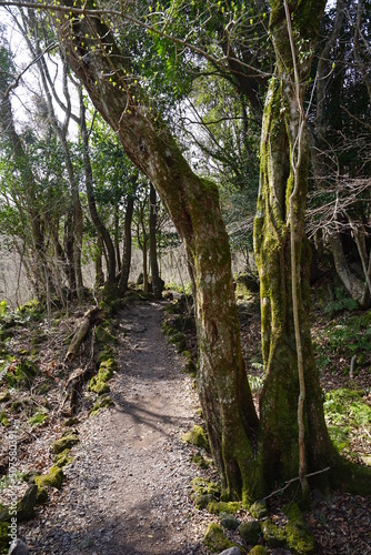mossy rocks and trees and pathway 