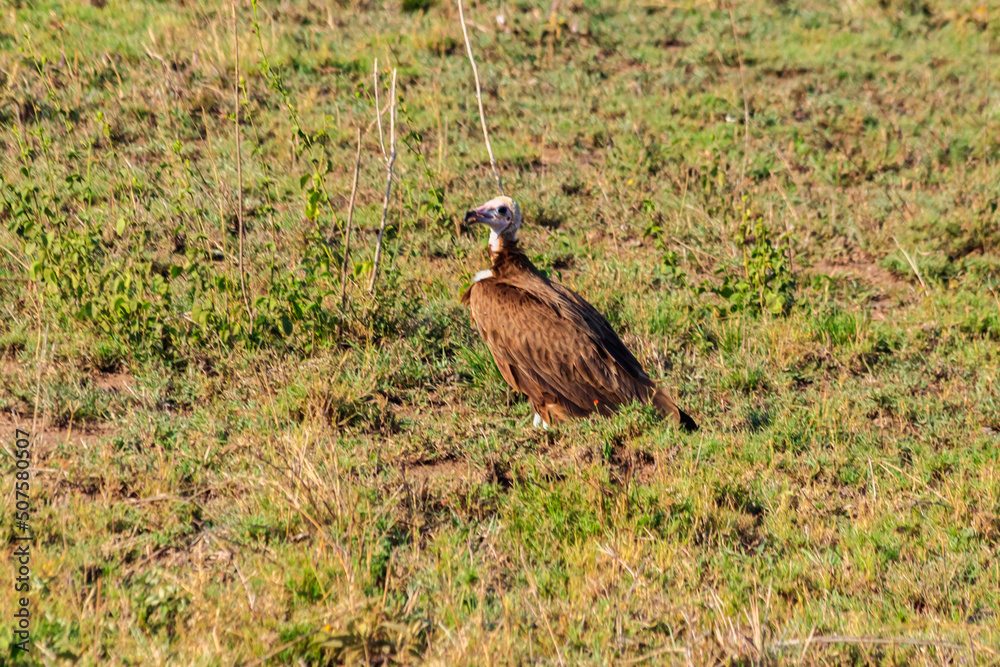 Hooded vulture (Necrosyrtes monachus) in Serengeti national park in Tanzania, Africa Hooded vulture (Necrosyrtes monachus) in Serengeti national park in Tanzania, Africa