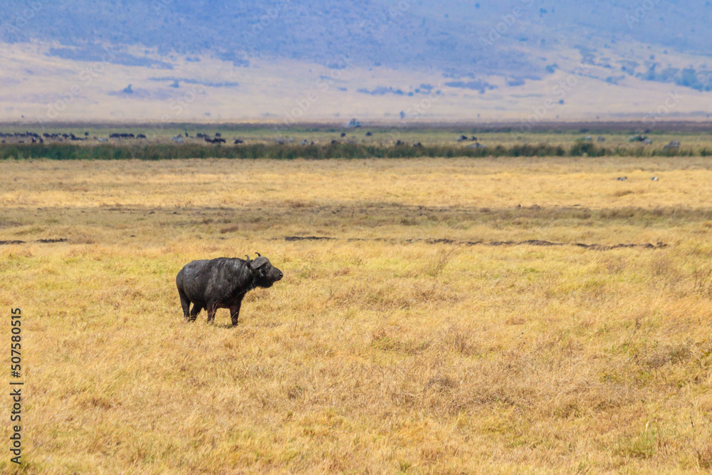 African buffalo or Cape buffalo (Syncerus caffer) in Ngorongoro Crater National Park in Tanzania. Wildlife of Africa African buffalo or Cape buffalo (Syncerus caffer) in Ngorongoro Crater National Park in Tanzania. Wildlife of Africa