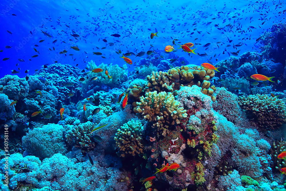 Obraz premium coral reef background, underwater marine life ecosystem ocean sea