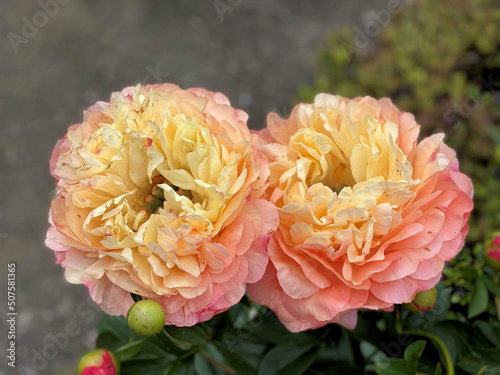 A close up of a Peony