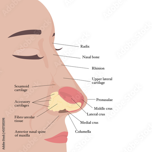 Visual aid of human nose anatomy and Otolaryngology.Structure of nasal cavity.Side view of nose anatomy model with captions. Infographic design for educational poster.Vector illustration flat design.
