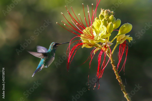 Female hummingbird plinising flowers in winter