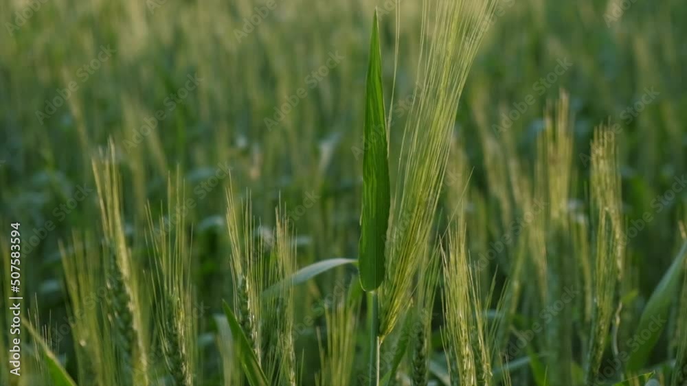 Close up of female farmer walks through wheat field at evening, touching green ears of wheat with hands. Hand farmer is touching ears of wheat on field, inspecting harvest. Agricultural concept Close up of female farmer walks through wheat field at evening, touching green ears of wheat with hands. Hand farmer is touching ears of wheat on field, inspecting harvest. Agricultural concept