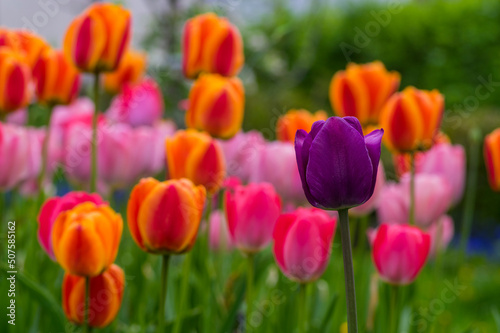 Amazing garden field with tulips of various bright rainbow color petals, beautiful bouquet of colors in daylight