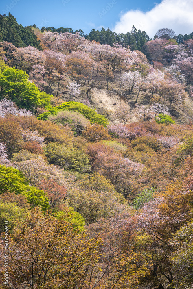 吉野山の桜