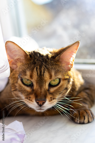 angry bengal cat stares into the camera. serious expression on cat's face