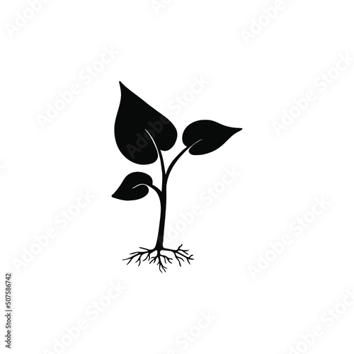 tree sprout on white background