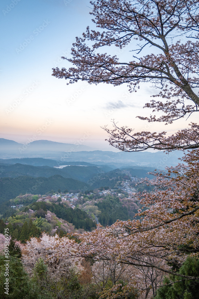 吉野山の桜