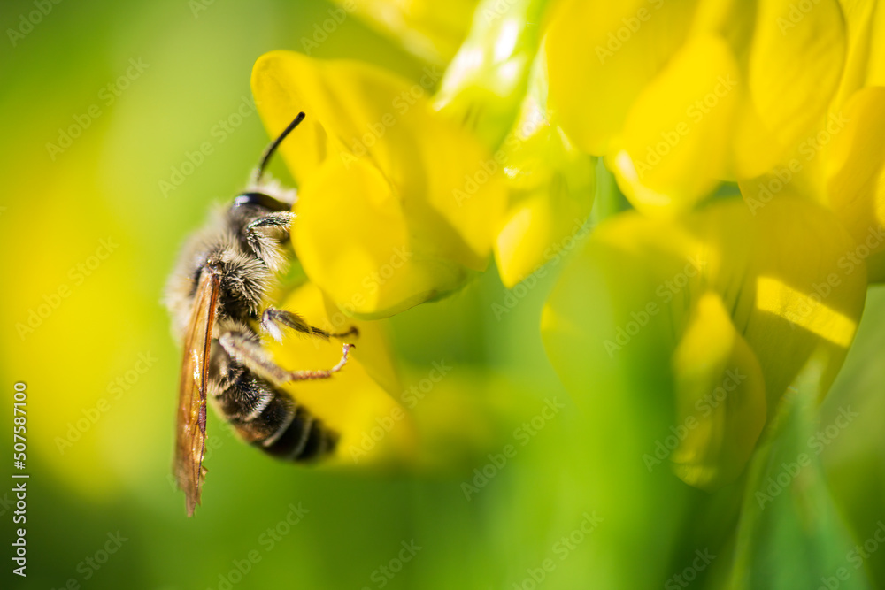 Small bee pollen nectar from yellow blossom of meadow flower Small bee pollen nectar from yellow blossom of meadow flower