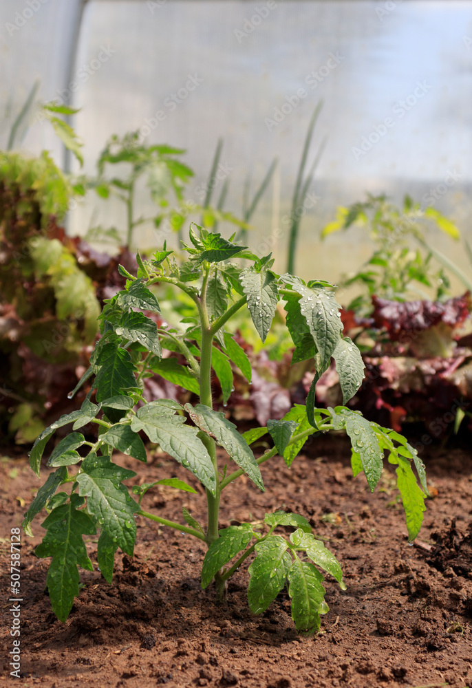 Tomato seedlings in the spring. Seedlings of tomatoes grown for the garden Tomato seedlings in the spring. Seedlings of tomatoes grown for the garden