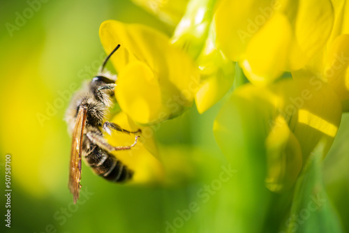 Small bee pollen nectar from yellow blossom of meadow flower © Space Creator