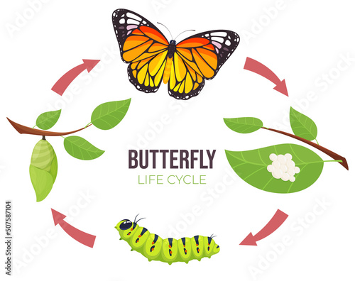 Illustration of a butterfly life cycle. Goose and butterfly on a branch. Vector illustration © Igor